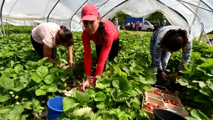 România este „Africa Europei” în agrobusiness