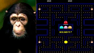 Doi cimpanzei  au învăţat să se joace Pac-Man 