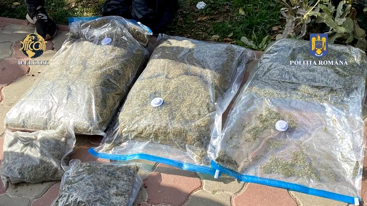 Cultură de cannabis descoperită în Vrancea