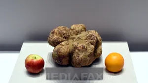 Cea mai mare trufă din lume, vândută la licitaţie pentru peste 61.000 de dolari