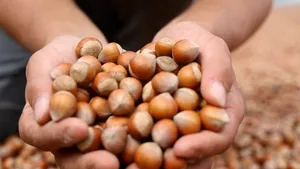 Pot alunele de pădure să devină noul fistic?