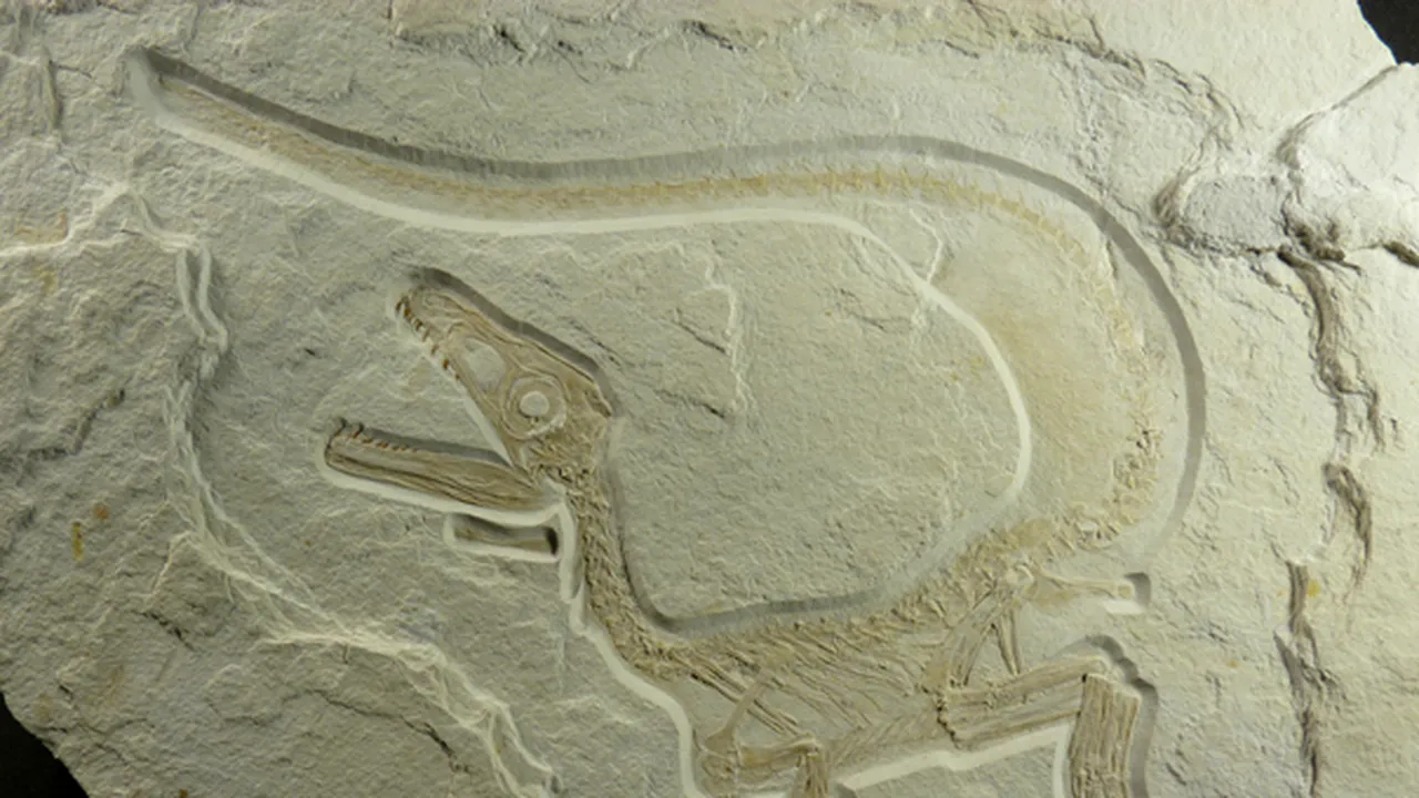 Fosilele unui dinozaur cu pene, descoperite în Germania