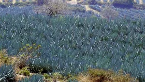 Record Guinness: Cea mai scumpă sticlă de mezcal, fabricat din agave, a fost vândută cu 74.000 de dolari