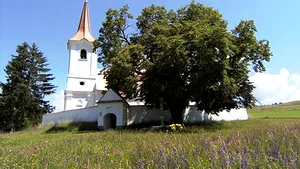 Un tei secular din România, premiat la Bruxelles