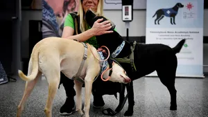 În Finlanda, câinii te „testează” pentru COVID-19: Metodă inedită de depistare a persoanelor infectate cu noul coronavirus