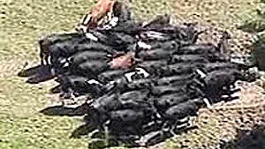 O firmă franco-americană în centrul anchetei cu privire la virusul febrei aftoase