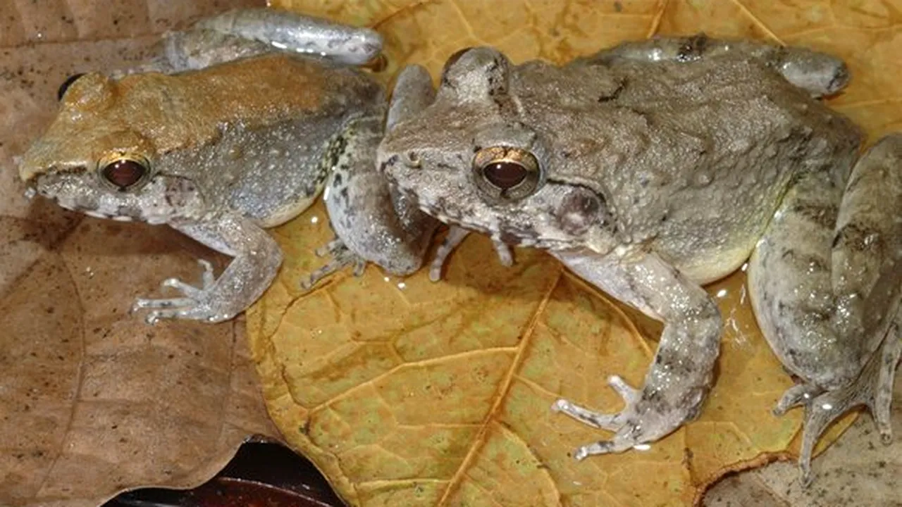 O specie unică de broaşte care naşte mormoloci vii, descoperită în Indonezia