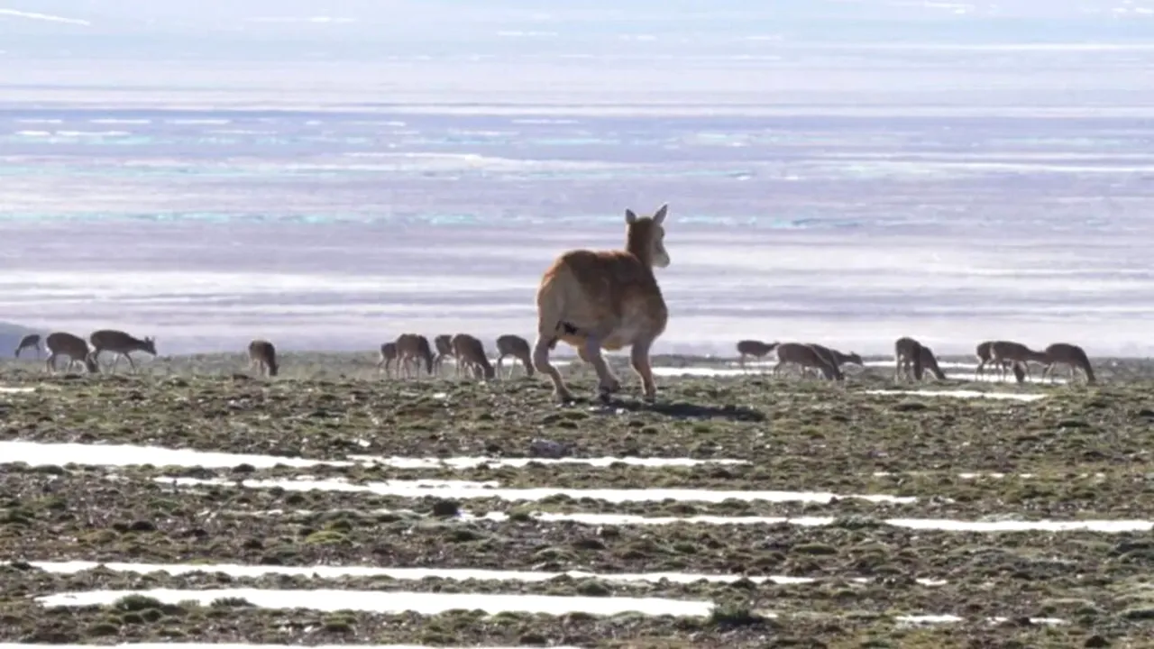 China trimite un robot-antilopă să salveze o specie rară din Tibet
