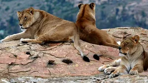 Vier Pfoten anunţă transferarea a trei leoaice de la Zoo Timişoara în Africa. Autorităţile se opun