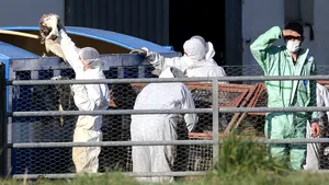 Canada. Prima infectare cu gripă aviară la om, confirmată la un adolescent