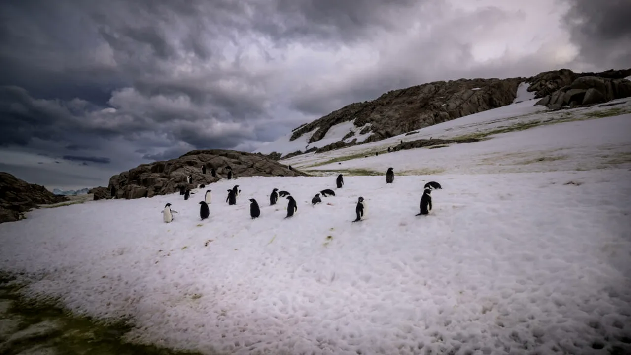 Cea mai mare colonie de pinguini din lume, decimată de schimbările climatice