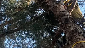 Un bărbat din California a chemat pompierii, după ce a văzut o „pisică foarte mare” într-un copac din grădina sa | FOTO