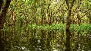Misterioasa pădure de mangrove fără ieşire la mare din inima Peninsulei Yucatan