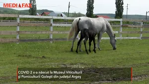 La muzeul Goleşti era aşteptată Izoleta, dar s-a născut mânzul COVID 2 