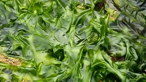 Agricultura subacvatică, soluţia care ne-ar putea scăpa de criza alimentară cauzată de fenomenele meteorologice extreme