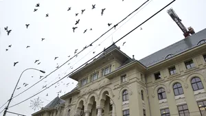 Activişti Greenpeace au protestat în faţa Primăriei Capitalei, marţi. Care e motivul nemulţumirii