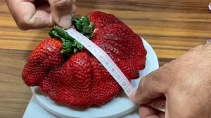 VIDEO Nou record Guinness. Cea mai mare căpşună din lume a fost descoperită într-o fermă din Israel