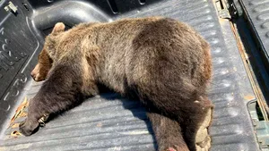 Urs accidentat de o maşină, în Covasna. Veterinarii l-au eutanasiat