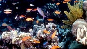 Coralii din Marea Barieră, modificaţi genetic pentru a putea supravieţui schimbărilor climatice