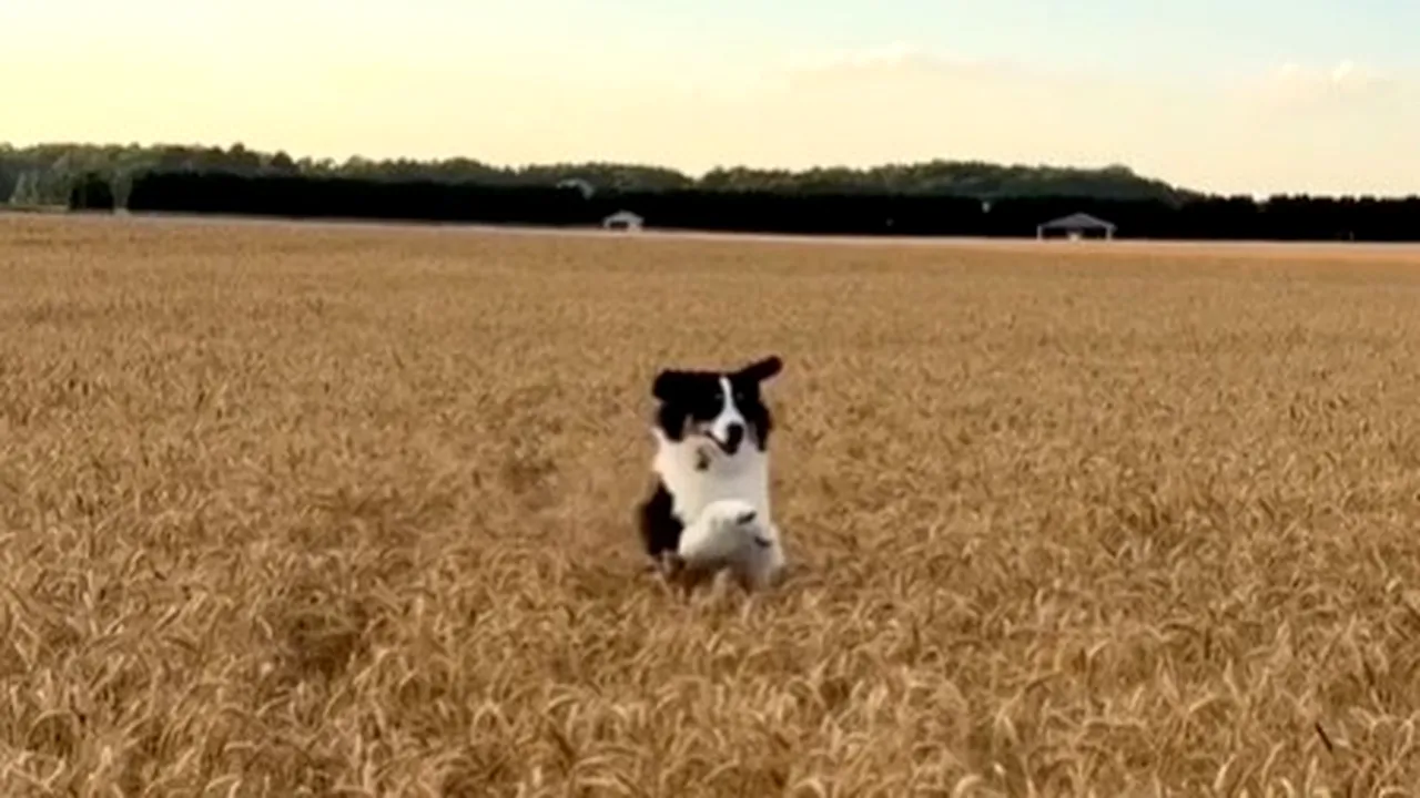 Libertate şi voie bună. Un Border Collie „înoată” într-un lan de grâu VIDEO
