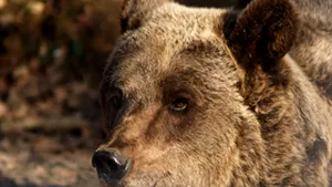 Turist atacat de un urs în munţii Bucegi