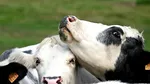 APIA acordă sprijin financiar de 48,5 milioane lei pentru crescătorii de animale