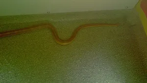 Bistriţa: O tânără a găsit un şarpe exotic în cada din locuinţa sa