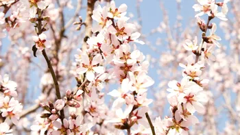 METEO Schimbare bruscă de vreme în martie: zonele care vor simți cel mai tare diferența