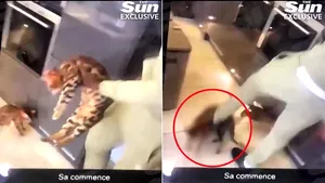 Fotbalistul Kurt Zouma şi-a luat la bătaie pisicile. Ar putea pierde naţionala Franţei

