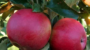 8 trucuri care îți pot dubla recolta de fructe. Recomandările experților