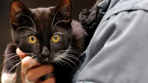 Bolile transmise de la animale la oameni par să fie din ce în ce mai frecvente