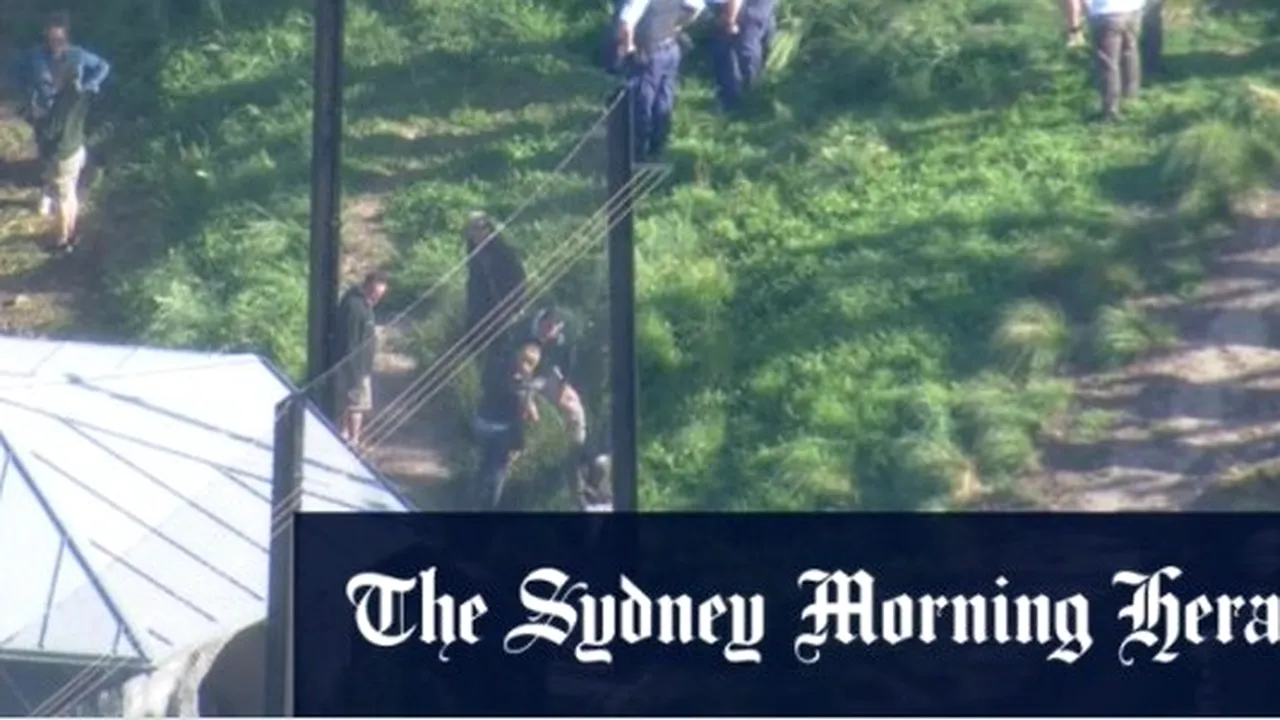 Alertă la un parc zoo din Australia: cinci lei au ieşit din cuşca lor şi s-au plimbat pe alei