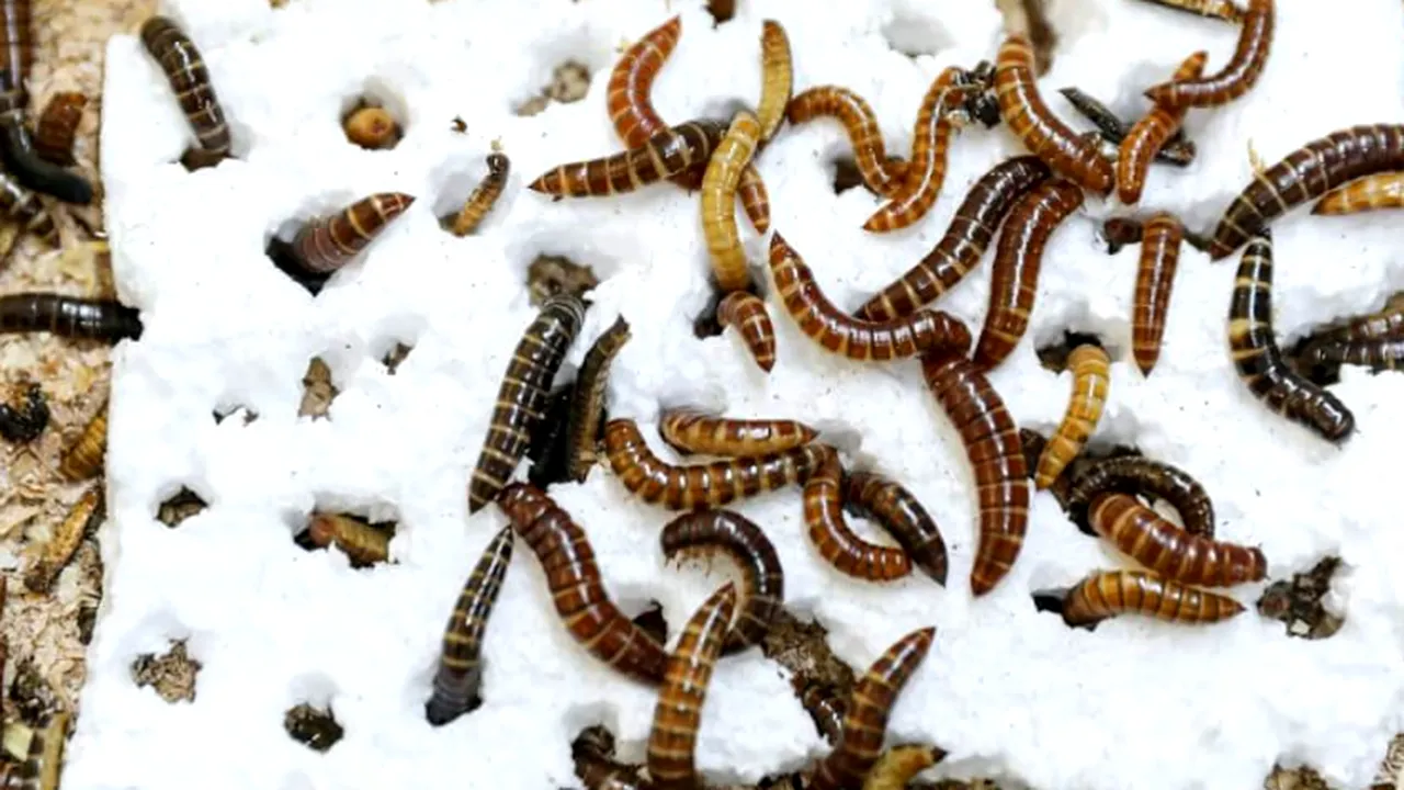 Insectă consumatoare de plastic descoperită în Kenya, o premieră pentru Africa