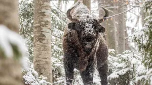 People Choice's Award: Ţinutul Zimbrului din România, a doua cea mai sustenabilă destinaţie turistică din lume