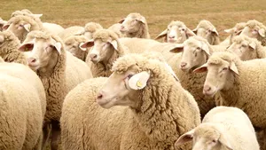 Exporturile de ovine din România ar putea fi reluate. ANSVSA anunță o misiune urgentă de audit a experților europeni