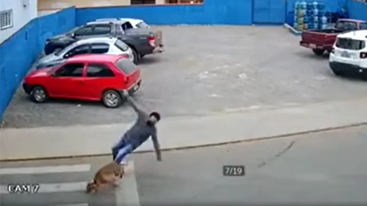 VIDEO Lovit de câine pe trecerea de pietoni. Momentul a fost surprins în Brazilia