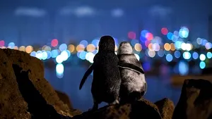 O fotografie care surprinde doi pinguini văduvi îmbrăţişându-se înduioşeză internetul