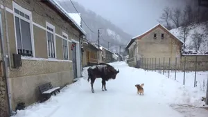 Un zimbru adus din Europa se plimbă liber pe uliţele unui sat din Caraş-Severin