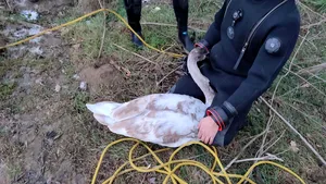Misiune inedită a poliţiştilor de frontieră din Iaşi