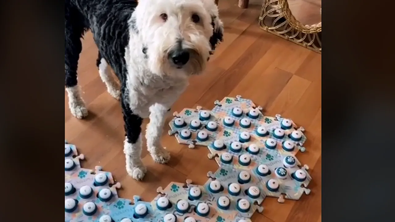 Bunny, căţelul care vorbeşte. Patrupedul este cel mai popular de pe TikTok