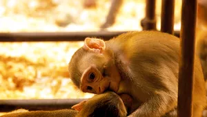 PETA: Testele „mortale“ pe maimuţe pentru vaccinul anti-Covid trebuie să se oprească