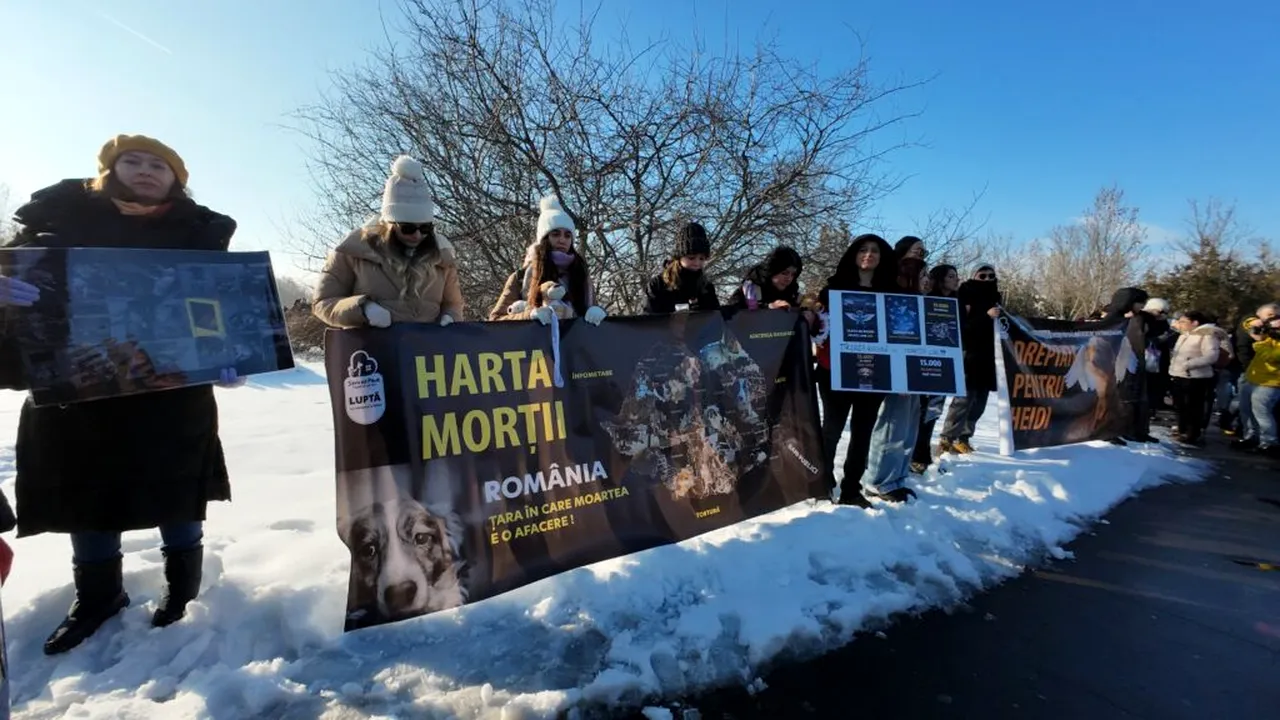 Un deputat propune înființarea unei comisii parlamentare de anchetă  privind „centrele de exterminare” a animalelor