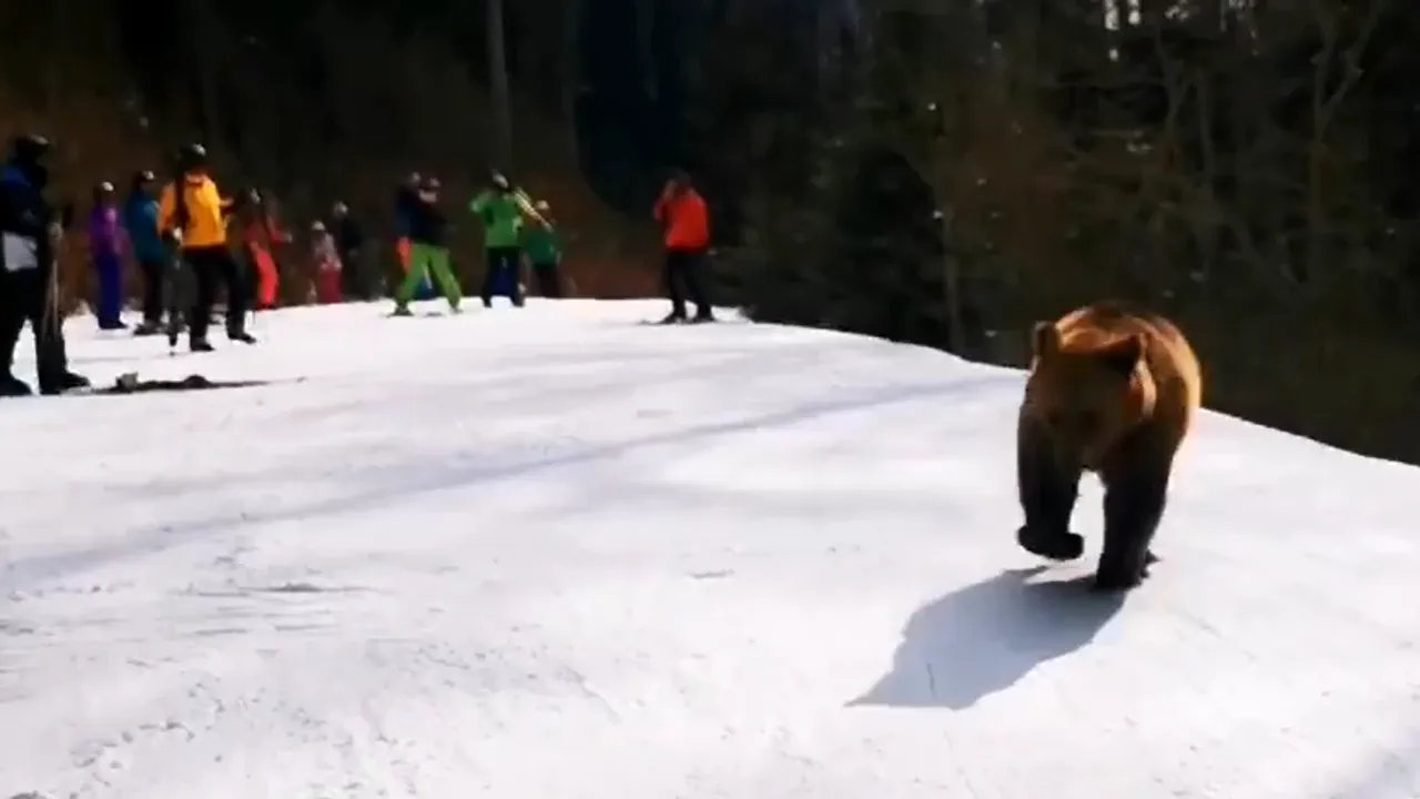 VIDEO Un urs jucăuş i-a pus pe turişti într-o situaţie inedită. Finalul cursei în josul pârtiei, după ce un schior curajos l-a ademenit pe „Moş Martin” 