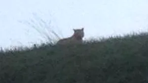 Echipe de poliţie şi pompieri, mobilizate în Franţa pentru prinderea unui tigru