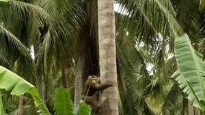 Produsele culese de maimuţe, scoase din supermarketuri