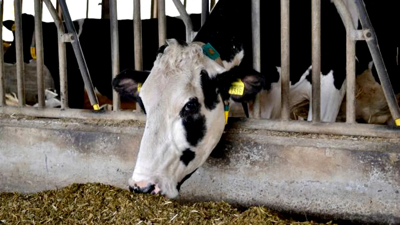 Premieră în România: Sorina, prima vacă care a produs 100.000 de litri de lapte / Producţia, de zece ori mai mare decât a unei vaci obişnuite