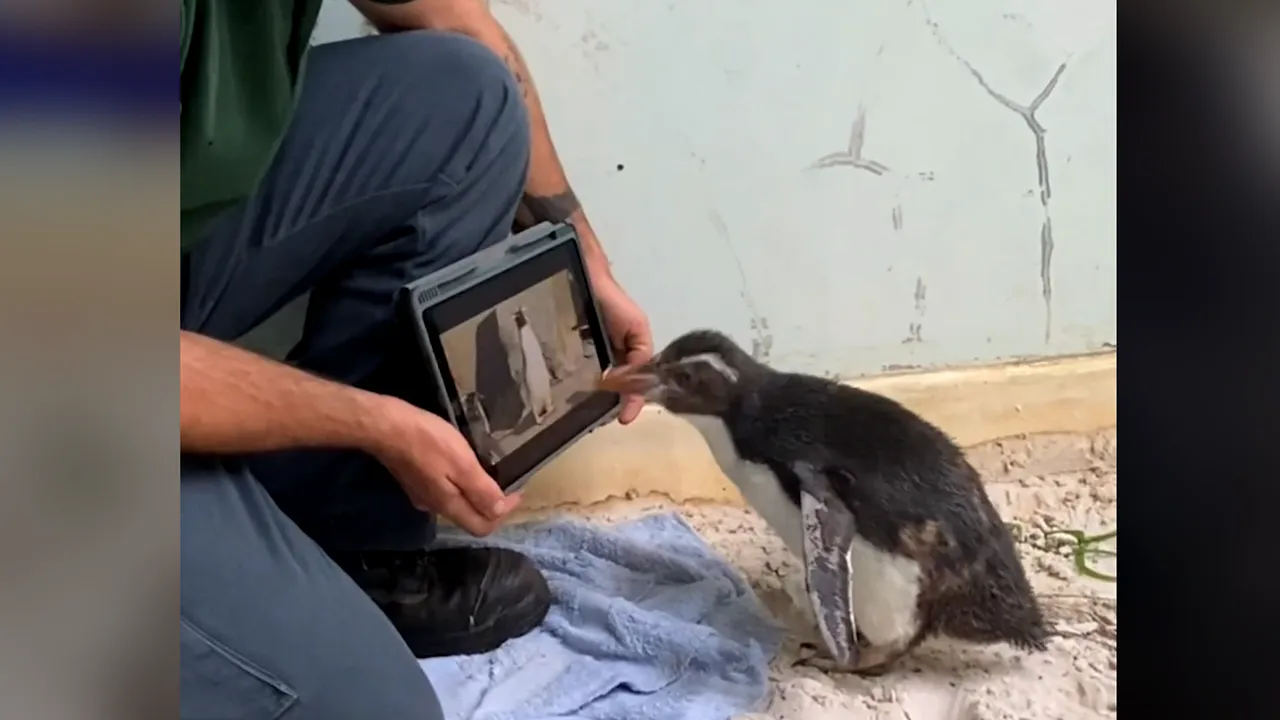 Pinguinul Pierre urmăreşte pe tabletă documentare şi desene animate cu semenii săi