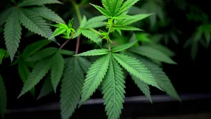 Lidl retrage două produse pe bază de cânepă din cauza conţinutului de THC. Asociaţia Pro Consumatori a sesizat DIICOT