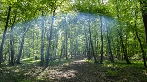 Adăpostul Necuratului | Pădurea Hoia Baciu, cea mai înfricoşătoare din lume, în vizorul presei internaţionale. O poveste cu fantome, blesteme şi istorii terifiante