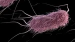 Una din șase infecții bacteriene este acum rezistentă la antibiotice